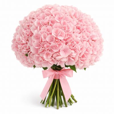 Гортензия розовая