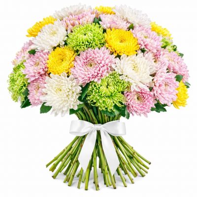 Хризантема одноголовая микс 4