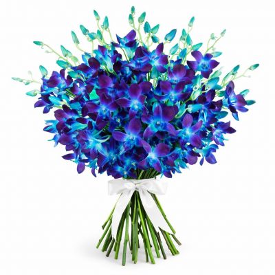 Орхидея синяя